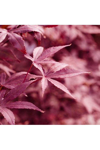 Acer palmatum ’Red Emperor’
